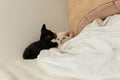 Cat fighting,black cat bite white cat`s ears on bed,funny kitty