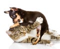 The cat fights with a dog. Royalty Free Stock Photo