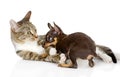 The cat fights with a dog Royalty Free Stock Photo