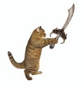 Cat fights with pirate cutlass Royalty Free Stock Photo