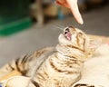 Cat with finger Royalty Free Stock Photo