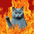 Cat on fire. Angry catr meme. pop art firey cat design