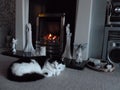 Cat by fireside
