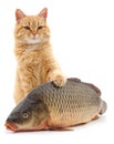 Cat and fish Royalty Free Stock Photo