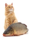 Cat and fish Royalty Free Stock Photo