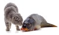 Cat and fish Royalty Free Stock Photo