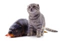 Cat and fish Royalty Free Stock Photo