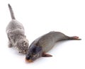Cat and fish Royalty Free Stock Photo