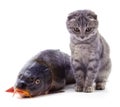 Cat and fish Royalty Free Stock Photo