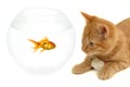 Cat fish and mouse Royalty Free Stock Photo