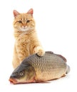 Cat and fish. Royalty Free Stock Photo