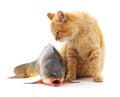 Cat and fish. Royalty Free Stock Photo