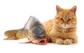Cat and fish. Royalty Free Stock Photo
