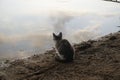 The cat is a fisherman. Early morning by the lake