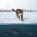 Cat fisherman on snowy ice at lake above troop of perch fish. Winter ice fishing background.