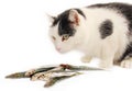 Cat and fishes. Royalty Free Stock Photo