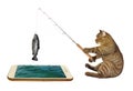 Cat fishing in phone Royalty Free Stock Photo