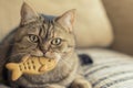 cat with fishshaped biscuit in its mouth