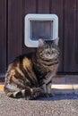 The cat flap Royalty Free Stock Photo