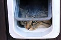 The cat flap Royalty Free Stock Photo