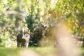 Cat with flea collar standing in sunny garden Royalty Free Stock Photo