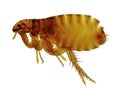 Cat flea (Ctenocephalides felis) Royalty Free Stock Photo