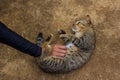 Cat on the floor Sleeping scratch the stomach Spellbound Royalty Free Stock Photo