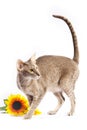 Cat with flower