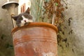 Cat in a flower pot