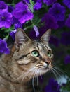 Cat in flowers. Royalty Free Stock Photo