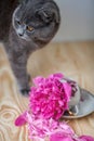 Cat and flowers