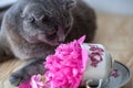 Cat and flowers