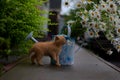 Cat, flowers, country house Royalty Free Stock Photo