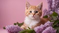 cat and flowers gallant red kitten with a soft, fluffy coat, posing elegantly beside a bouquet of fragrant lilacs, Royalty Free Stock Photo