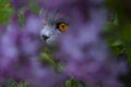 Cat in flowers Royalty Free Stock Photo