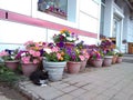 Cat, flowers and nonchalance