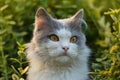 Cat with flowers outdoor. Cat posing near blooming flowers in a garden Royalty Free Stock Photo