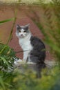 Cat with flowers outdoor. Cat posing near blooming flowers in a garden Royalty Free Stock Photo