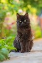 Cat with flowers outdoor. Cat posing near blooming flowers in a garden Royalty Free Stock Photo