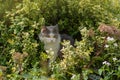 Cat with flowers outdoor. Cat posing near blooming flowers in a garden Royalty Free Stock Photo