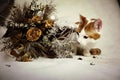 Cat and flowers on white Backgrond Royalty Free Stock Photo