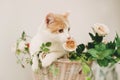 Cat with flowers in wicker basket of white retro bisycle Royalty Free Stock Photo