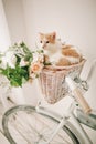 Cat with flowers in wicker basket of white retro bisycle Royalty Free Stock Photo