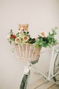 Cat with flowers in wicker basket of white retro bisycle Royalty Free Stock Photo