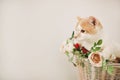 Cat with flowers in wicker basket of white retro bisycle Royalty Free Stock Photo