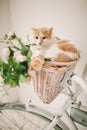 Cat with flowers in wicker basket of white retro bisycle Royalty Free Stock Photo