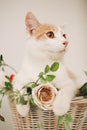 Cat with flowers in wicker basket of white retro bisycle Royalty Free Stock Photo