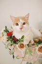 Cat with flowers in wicker basket of white retro bisycle Royalty Free Stock Photo