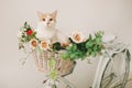 Cat with flowers in wicker basket of white retro bisycle Royalty Free Stock Photo