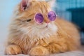 cat a fluffy coat. Very cute gentle eyes. Create a modern little cat purple glasses with a vibrant color palette. hyper-realistic